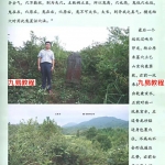 刘国胜徒弟、郭航州《杨公风水龙穴解密 》彩色电子版,269页。