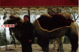 范炳檀赵文国合著 骆驼相法PDF 电子书三册 百度云下载！